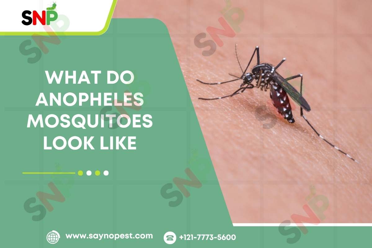 Introduction to What do Anopheles Mosquitoes Look Like