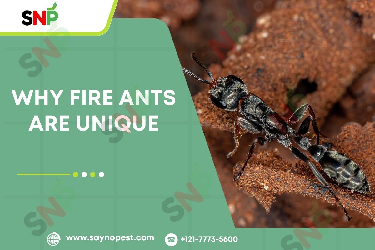 Why fire ants are unique