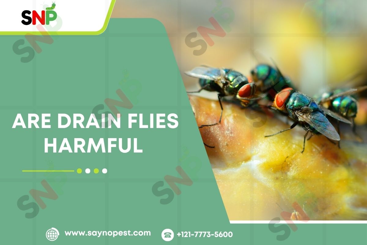 Are Drain Flies Dangerous? An In-Depth Guide for US Homeowners