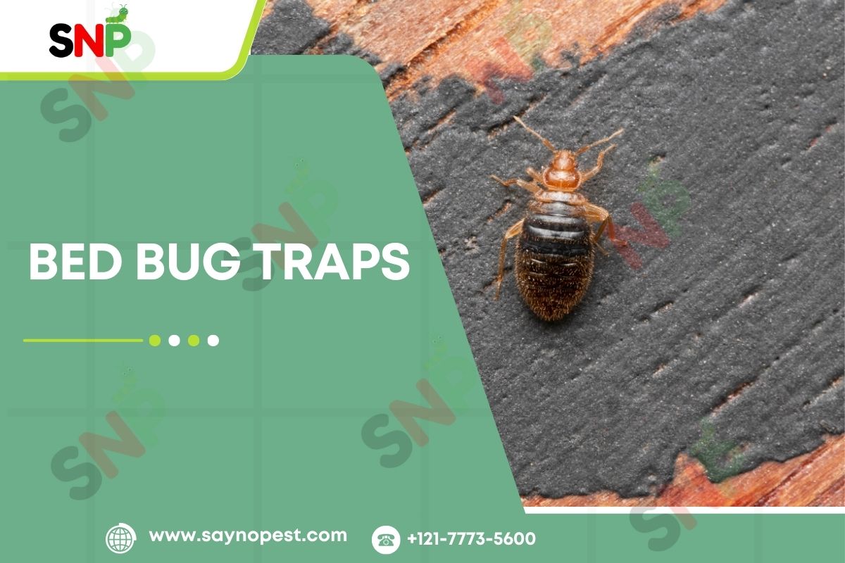 Bed Bug Traps: Your Shield Against Nighttime Invaders