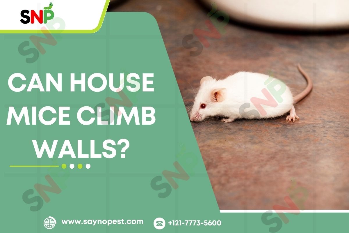 can-house-mice-climbs-the-walls