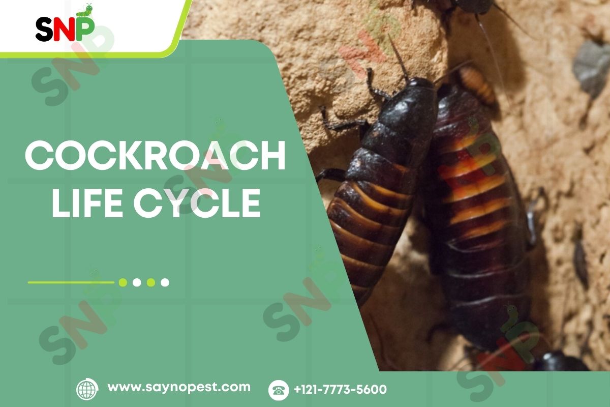 Cockroach Life Cycle: What Every American Should Know