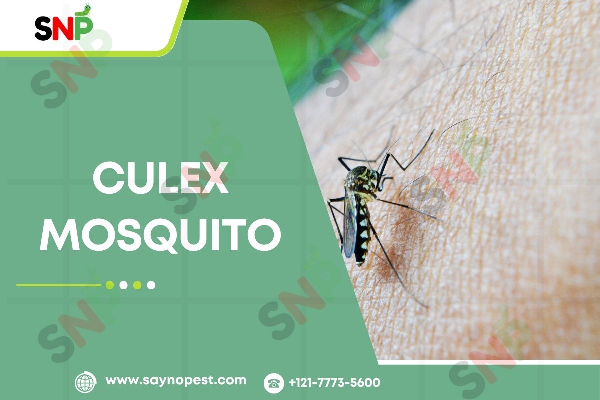 Culex Mosquito: Top Diseases They Transmit and How to Stay Safe