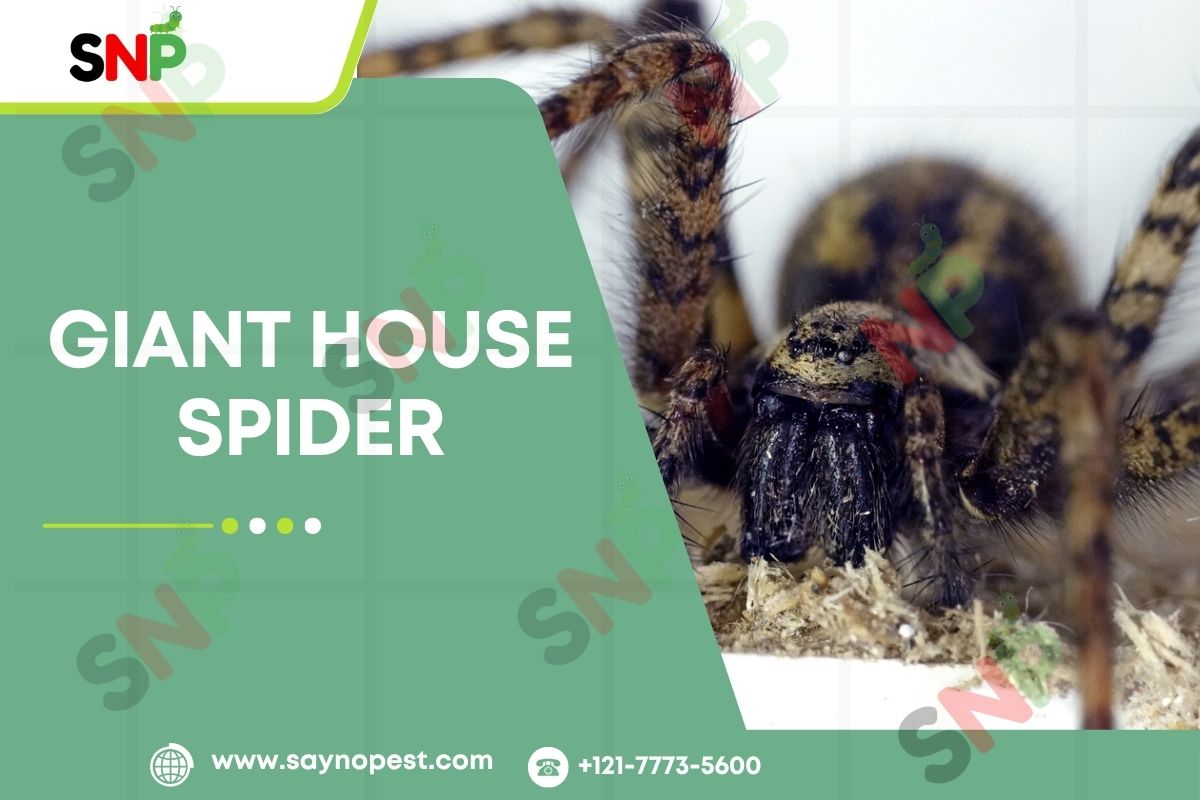 Giant House Spiders: What are they & How to Deal