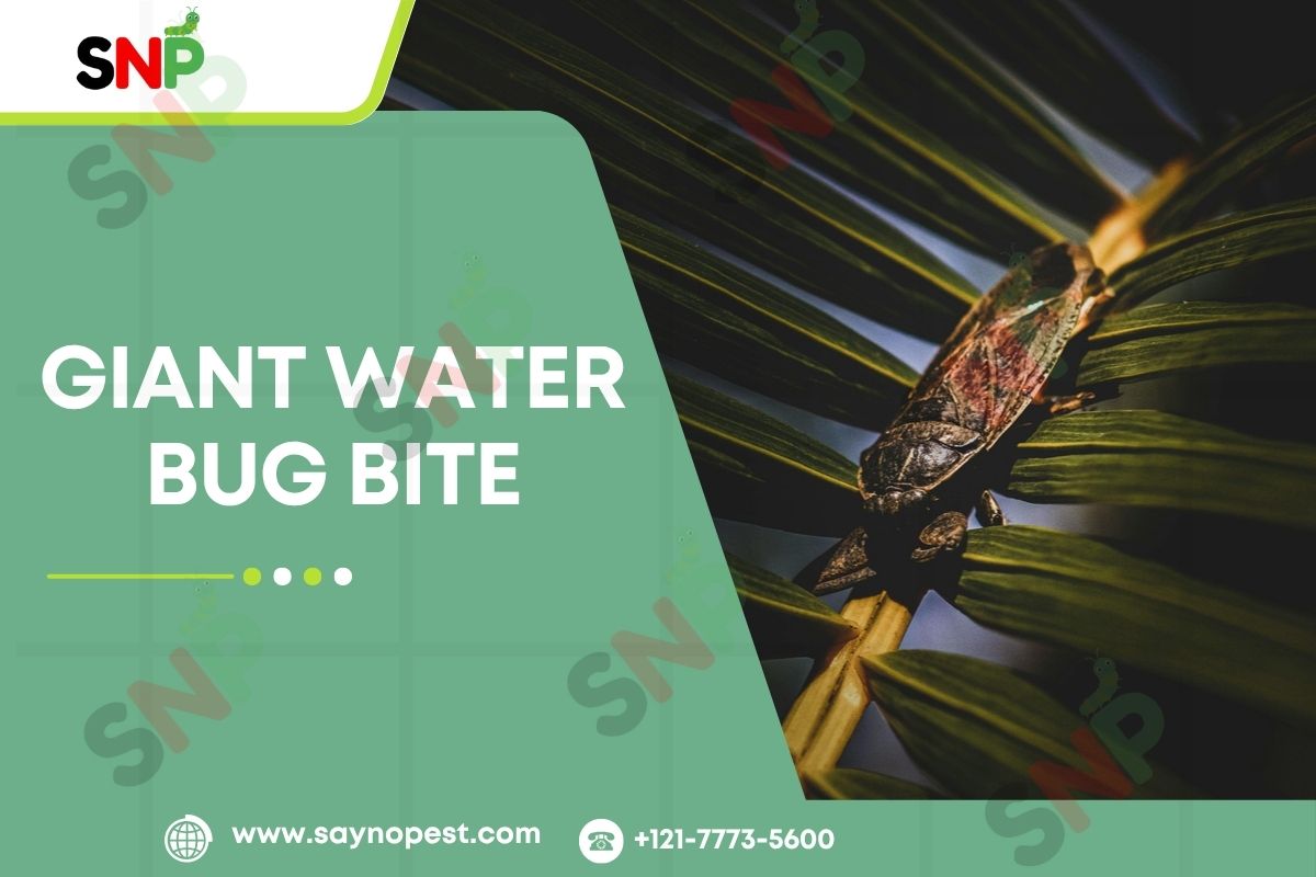 giant-water-bug-bite