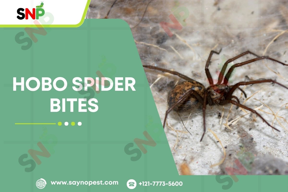 hobo-spider-bites