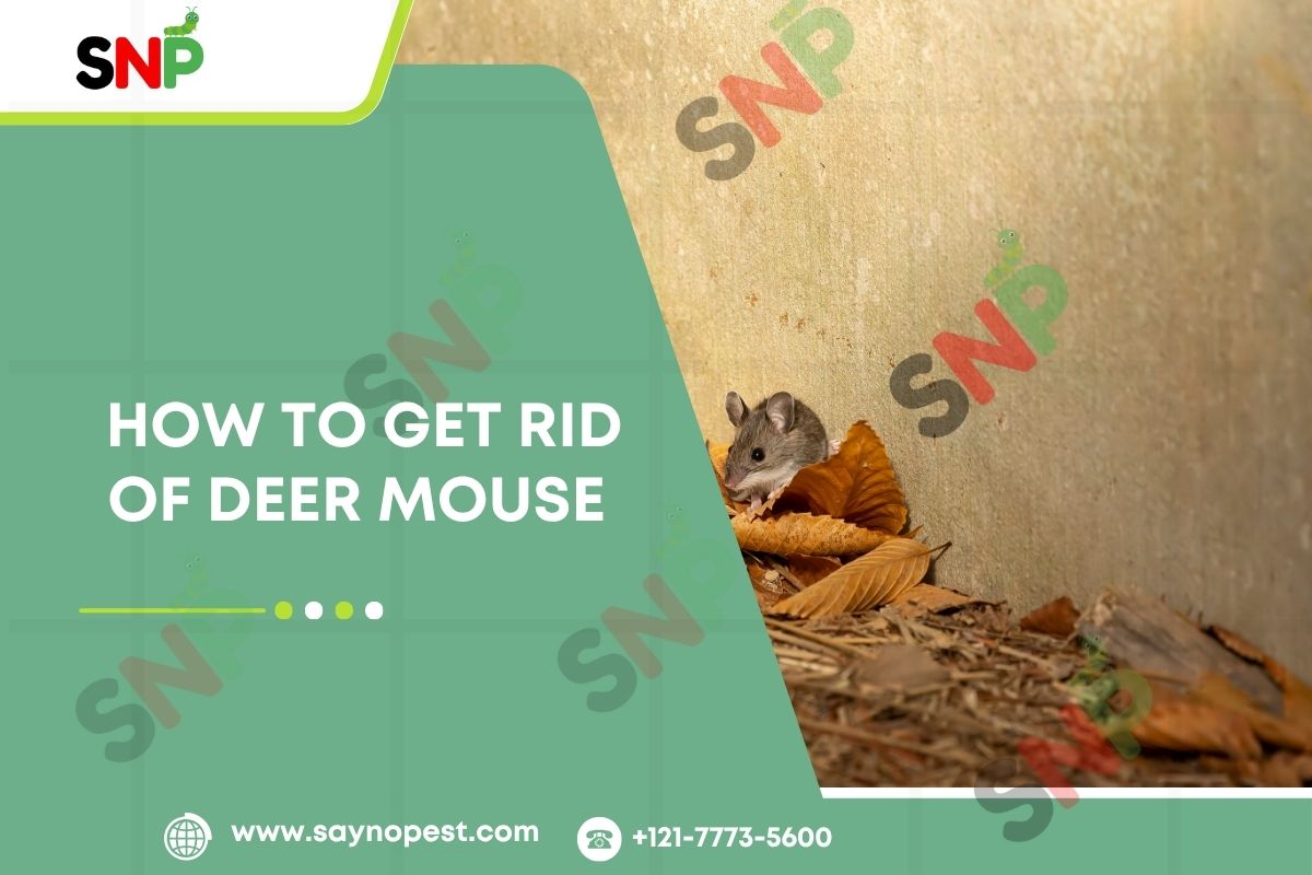 How to get rid of deer mouse: An American Guide