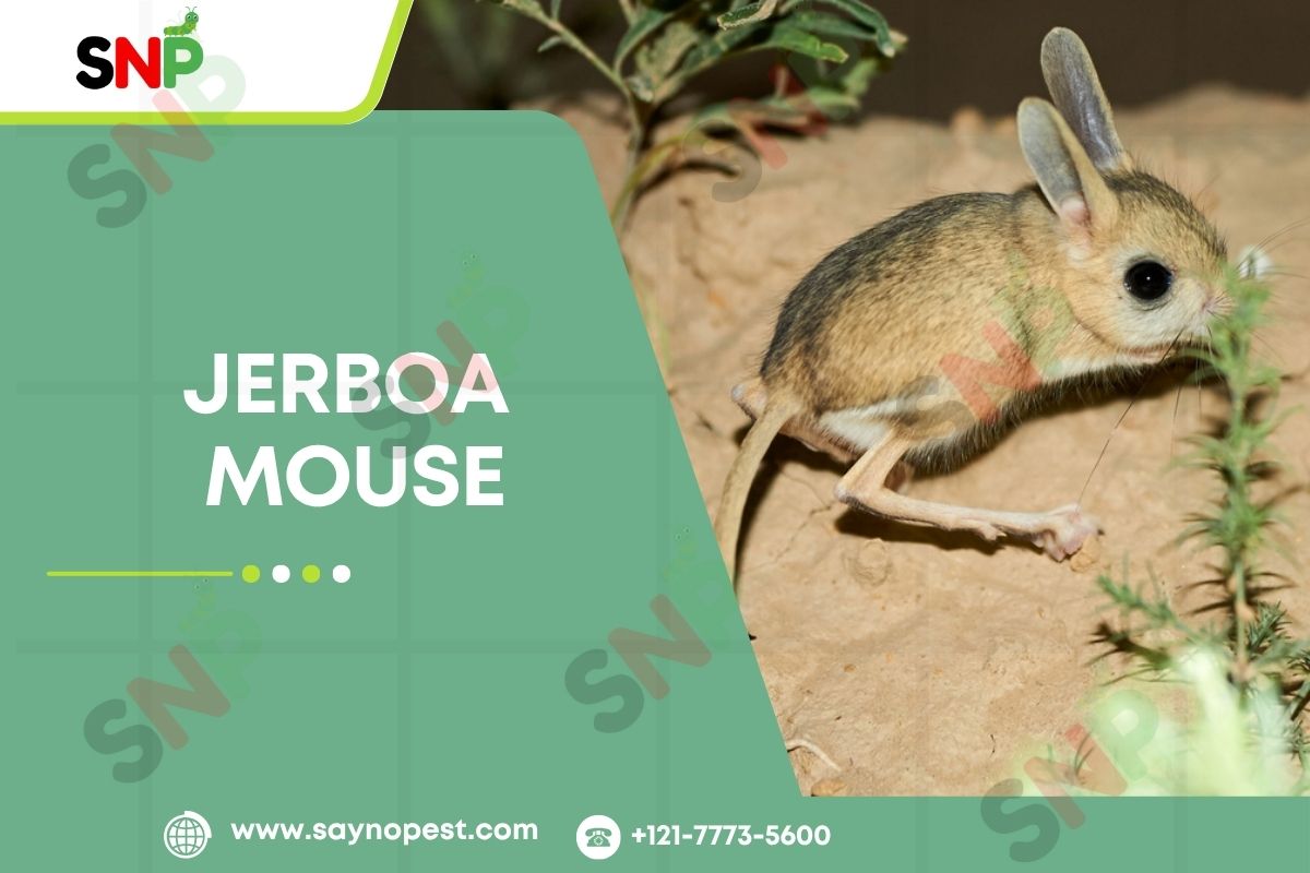 jerboa-mouse