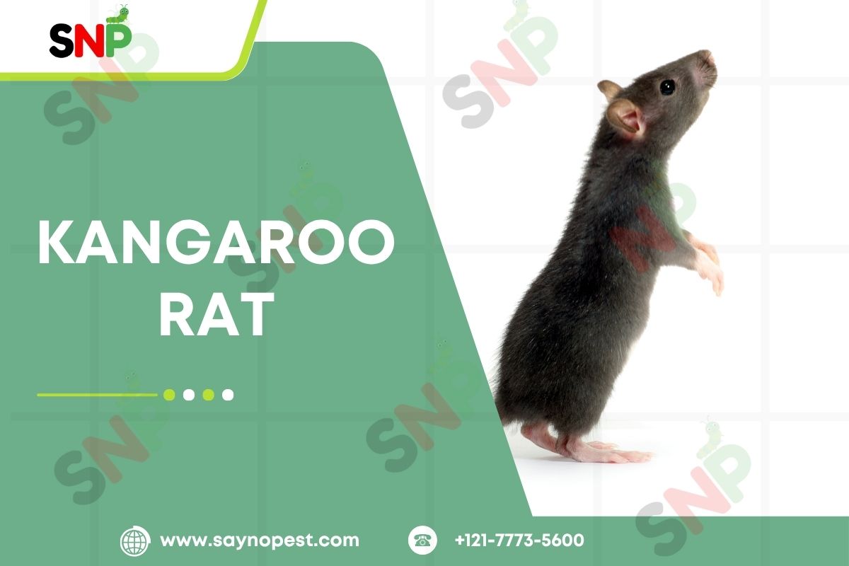 Kangaroo Rat Adaptations: How Nature’s Hopper Thrives Without Water