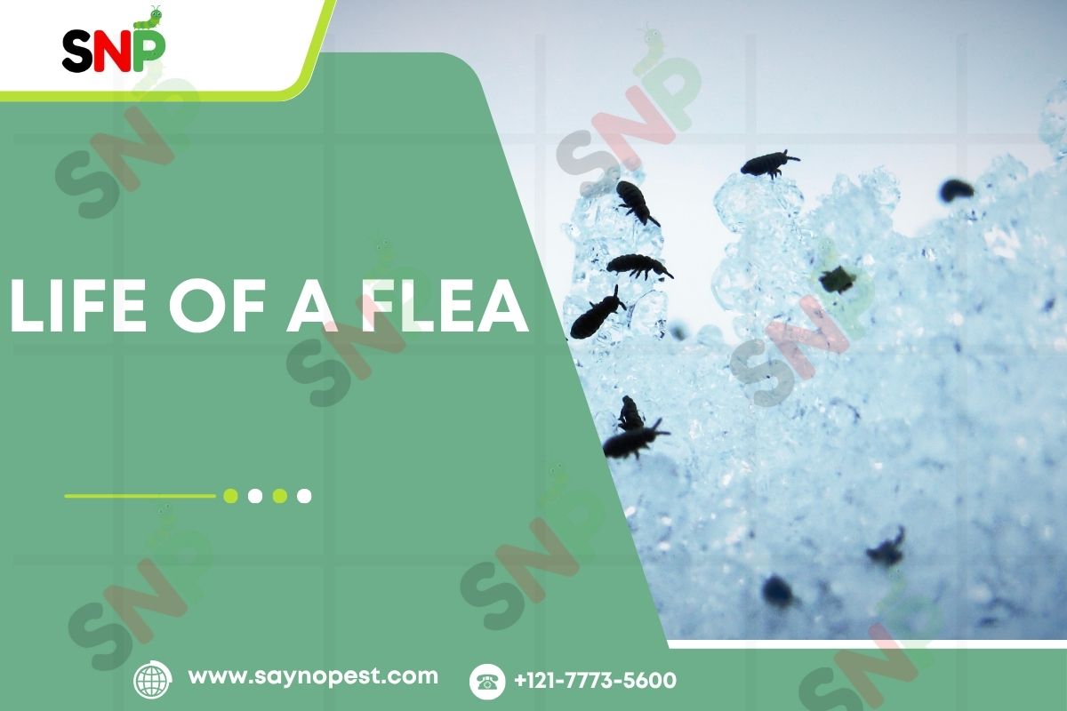 The Life of a Flea: A Secret Adventure