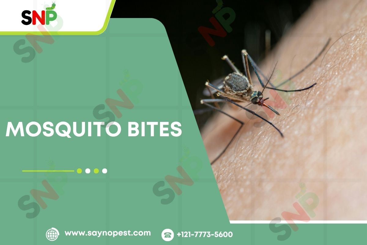 The Complete Guide to Mosquito Bites: How to Identify, Avoid, and Defend Your American Home