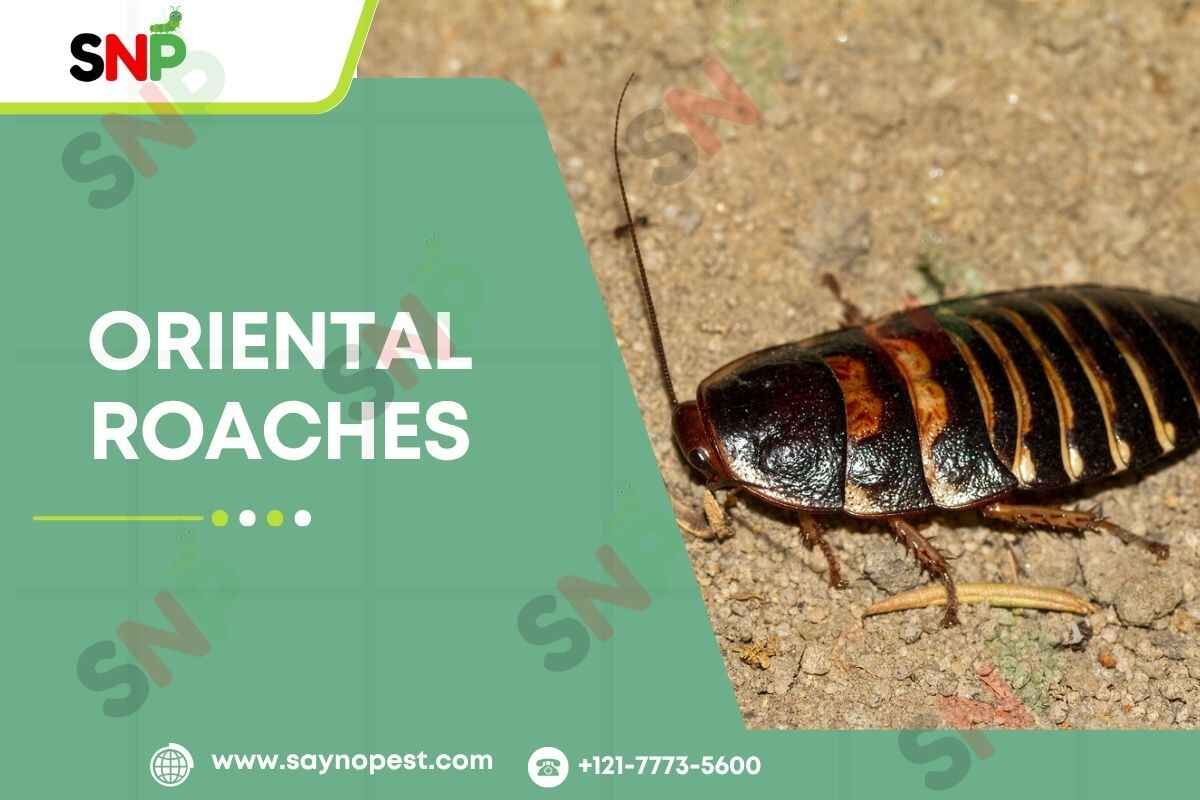 Oriental Roaches: How to Get Rid of Them in Your Home