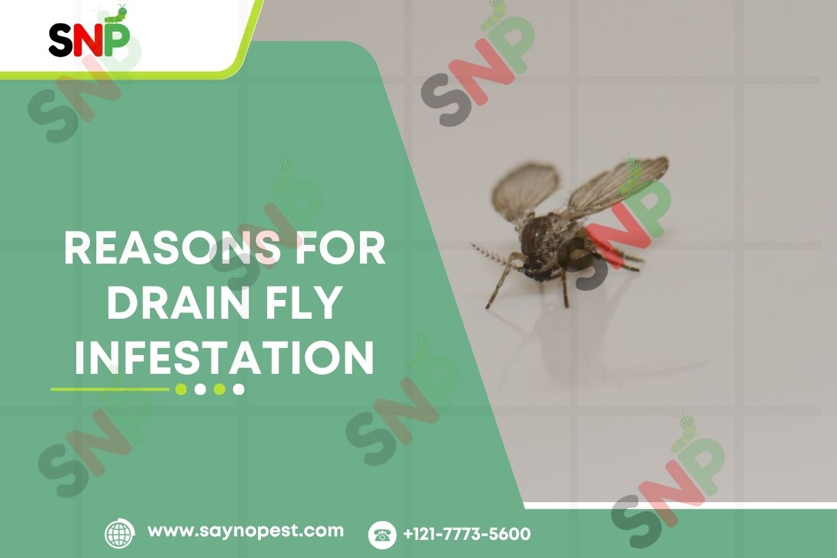 Reasons for drain fly infestation: What American Homeowners Need to Know
