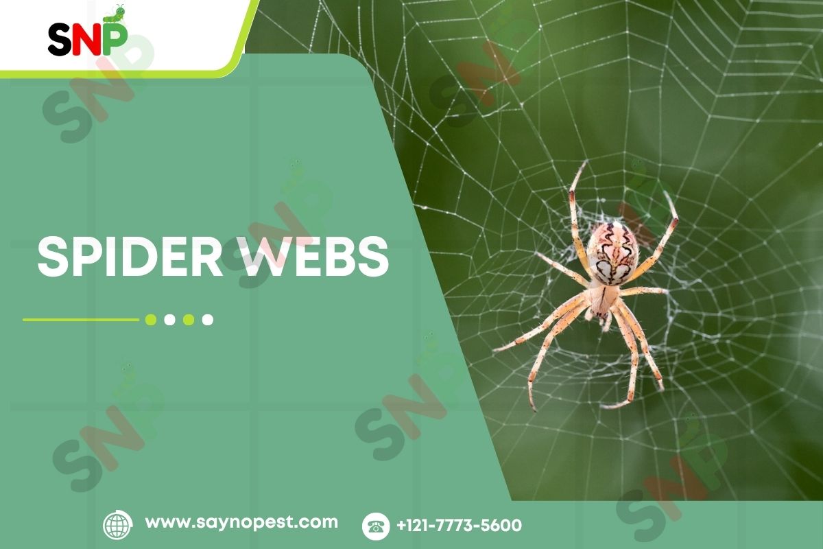 Spider Webs: A Comprehensive Guide to Nature’s Engineering