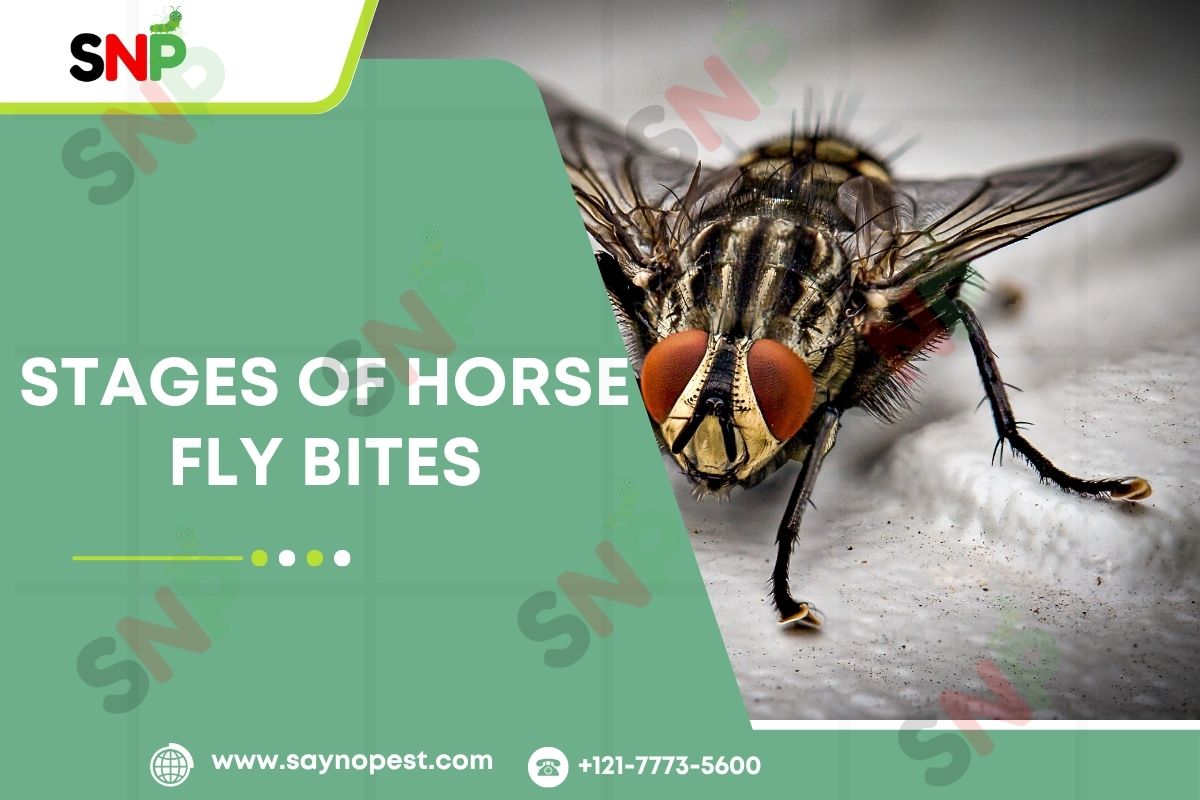 Introduction to Horse Fly Bites Stages