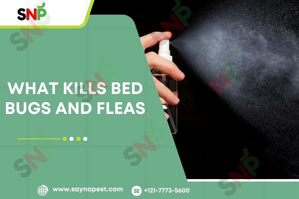 What Kills Bed Bugs and Fleas?: Eradication and Prevention 