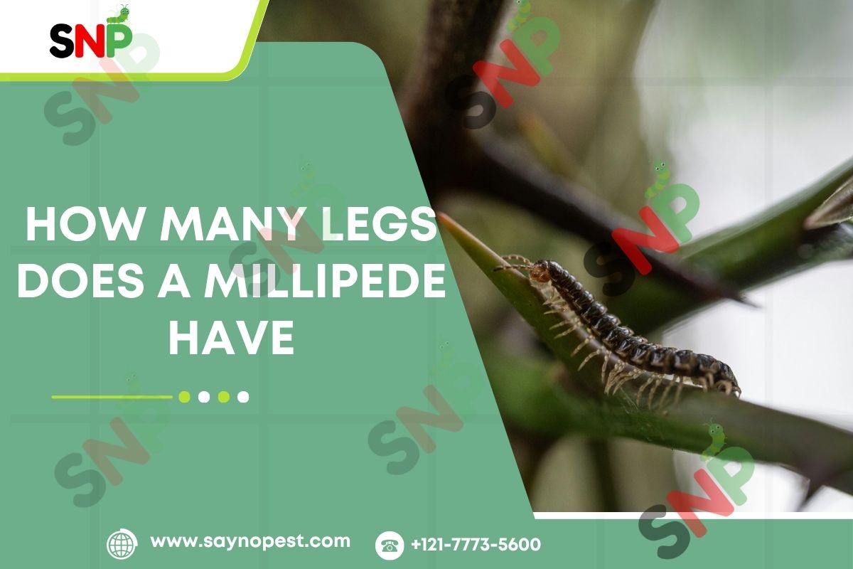 How Many Legs Does a Millipede Have?
