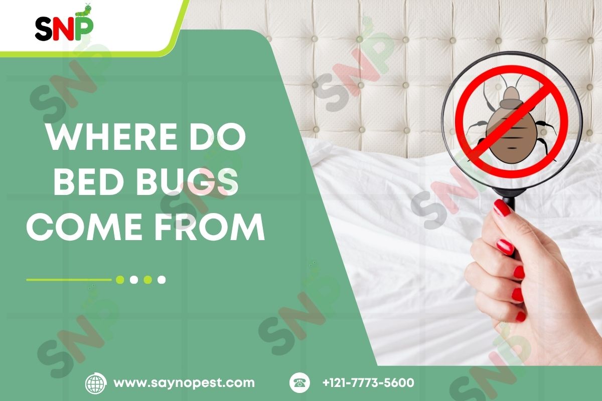 Where Do Bed Bugs Come From: The Definitive Guide for Health-Conscious Americans