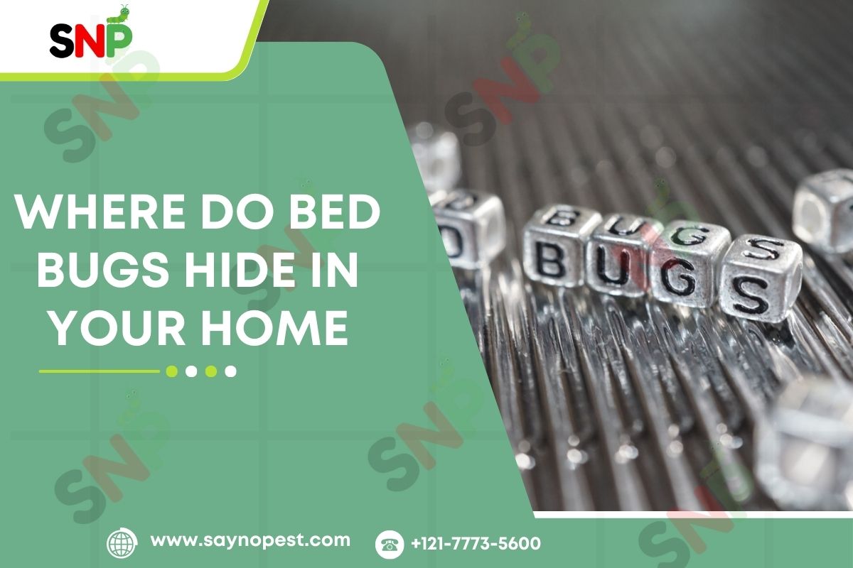 Where Do Bed Bugs Hide in Your Home
