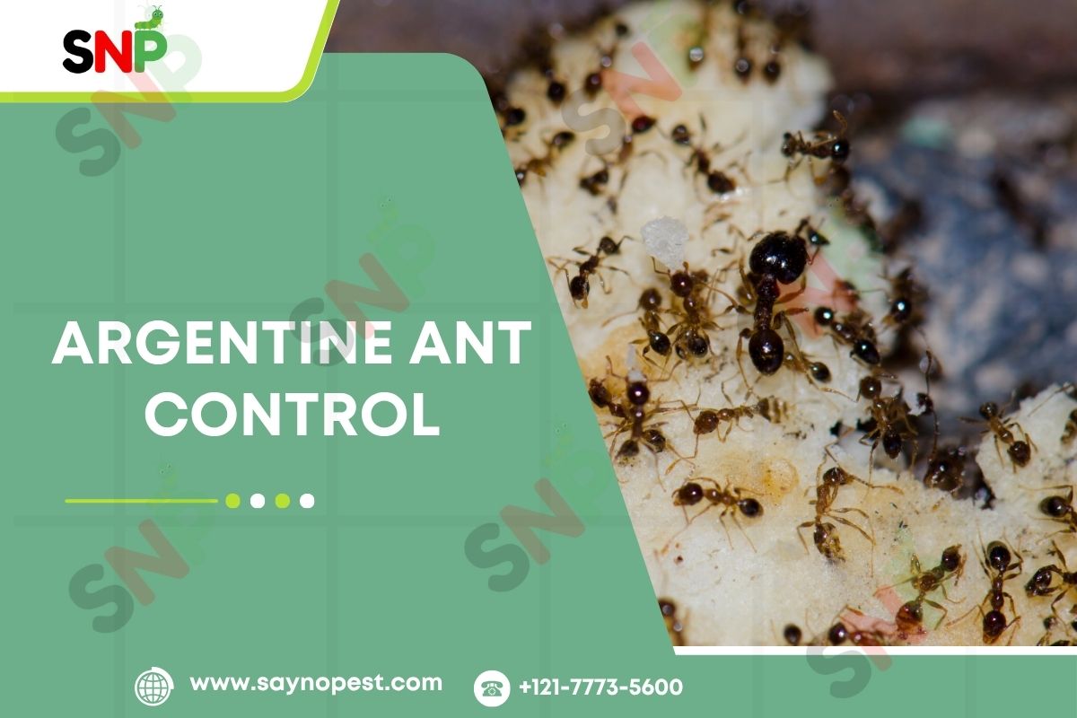 Argentine Ant Control: Dealing with a Problem Pest