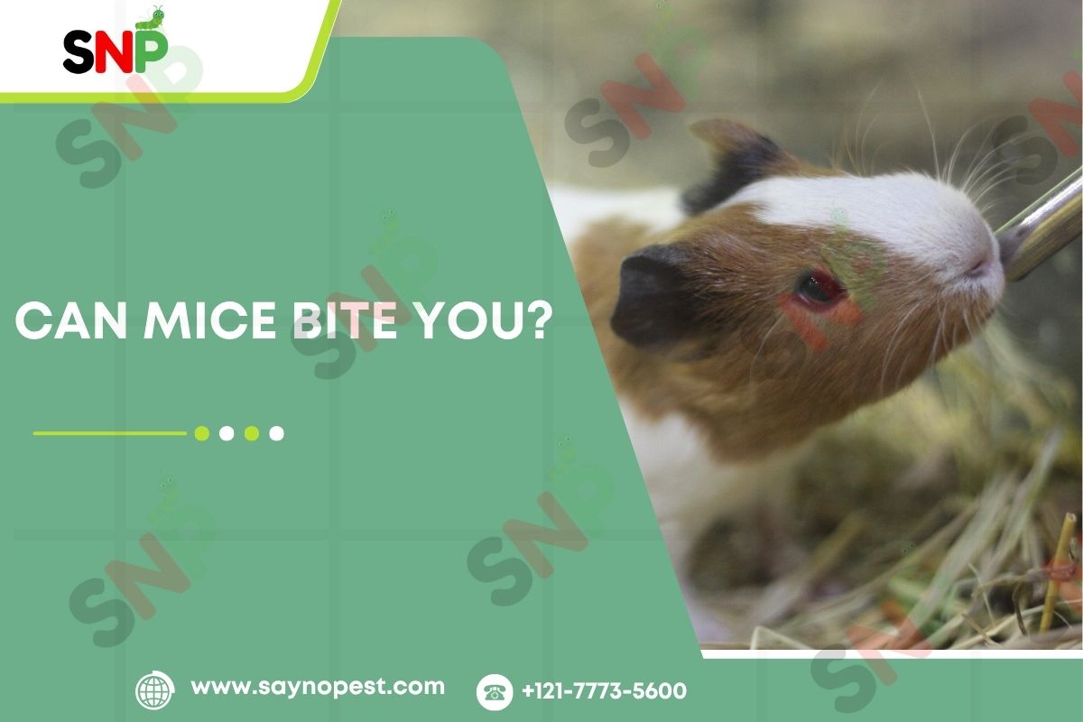 Can Mice Bite You? The Truth Revealed