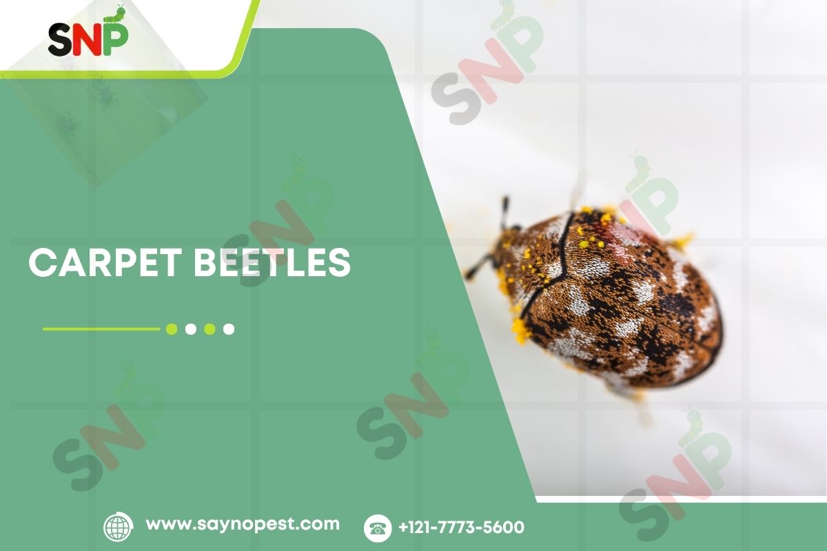 Carpet Beetles: Homeowner Needs to Know