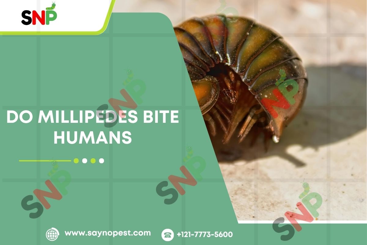 Do Millipedes Bite Humans? Discovering the Truth