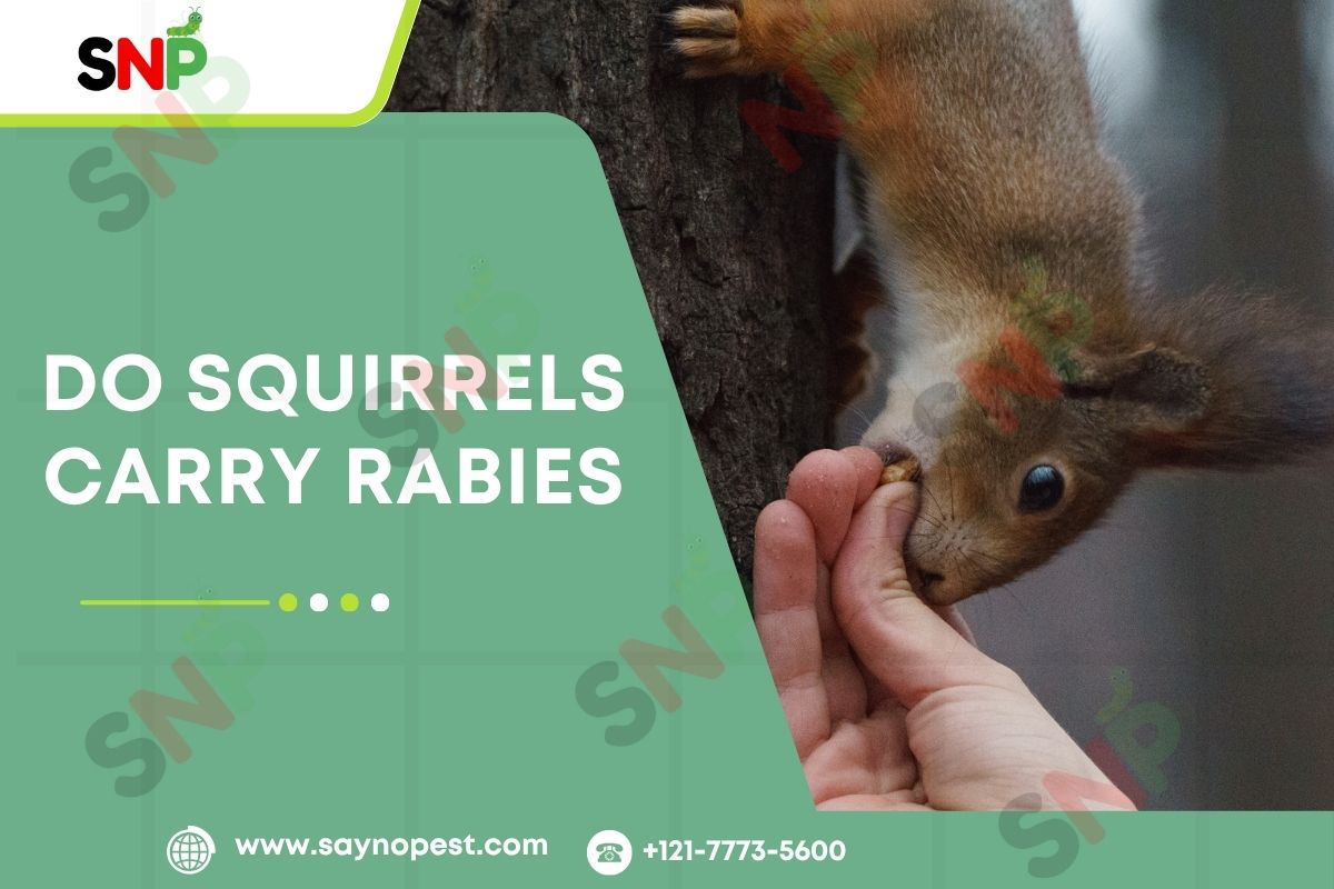 Do Squirrels Carry Rabies? The Real Risks & Safe Practices