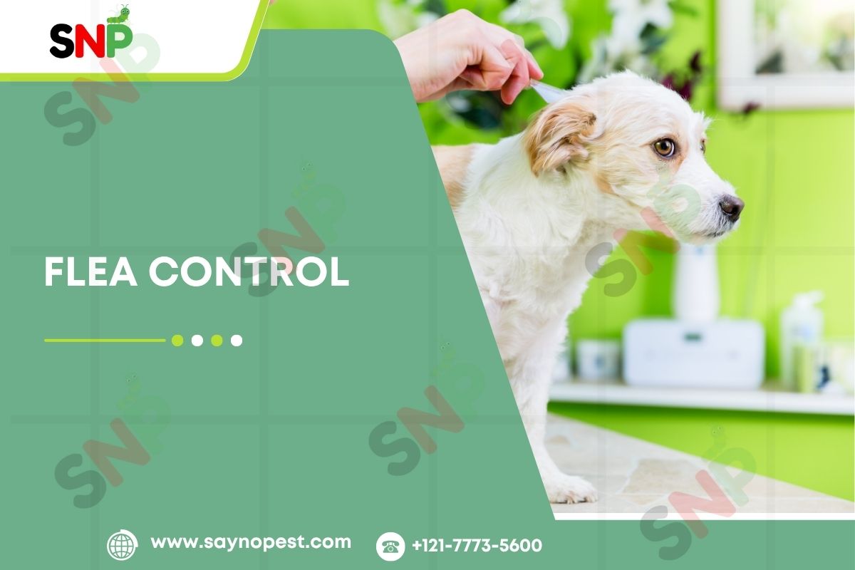 Flea Control: Safeguarding Your Home and Loved Ones