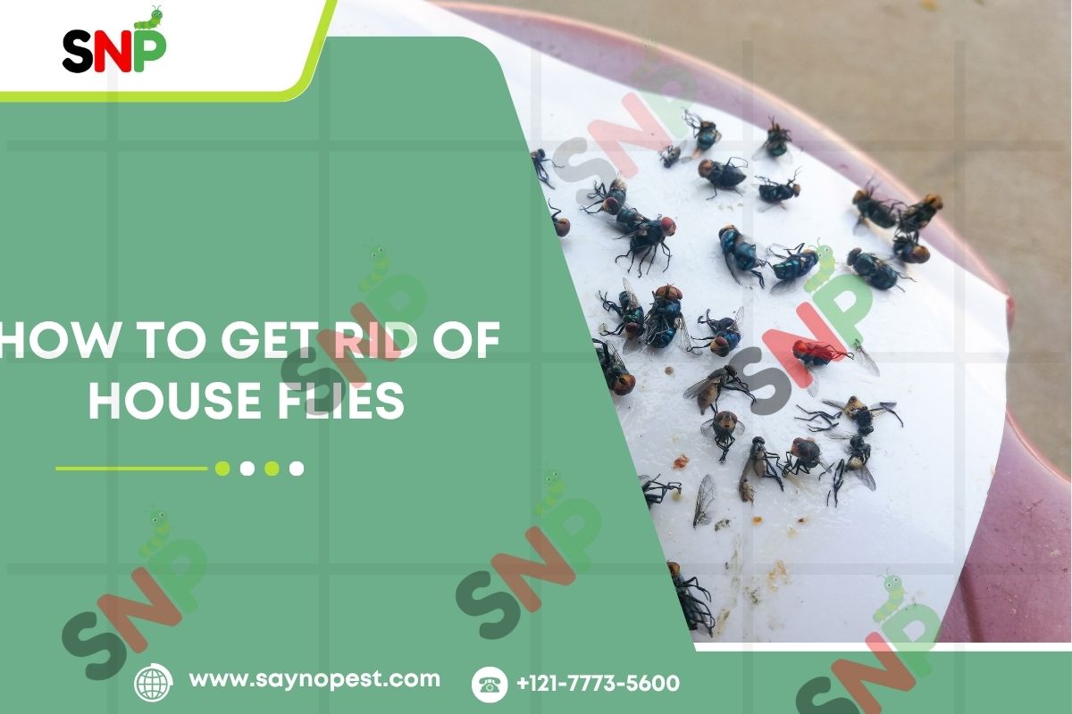 How to Get Rid of House Flies: Guide for American Homes
