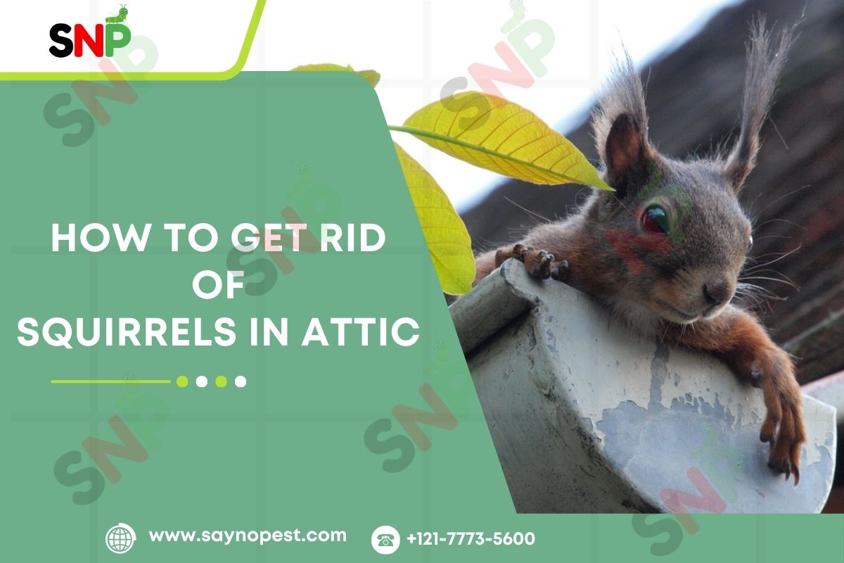 How to Get Rid of Squirrels in Attic: A Short Guide