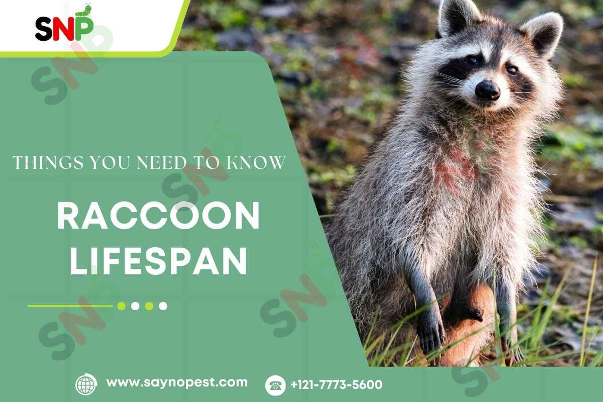 Understanding the Raccoon Lifespan: Things You Need to Know