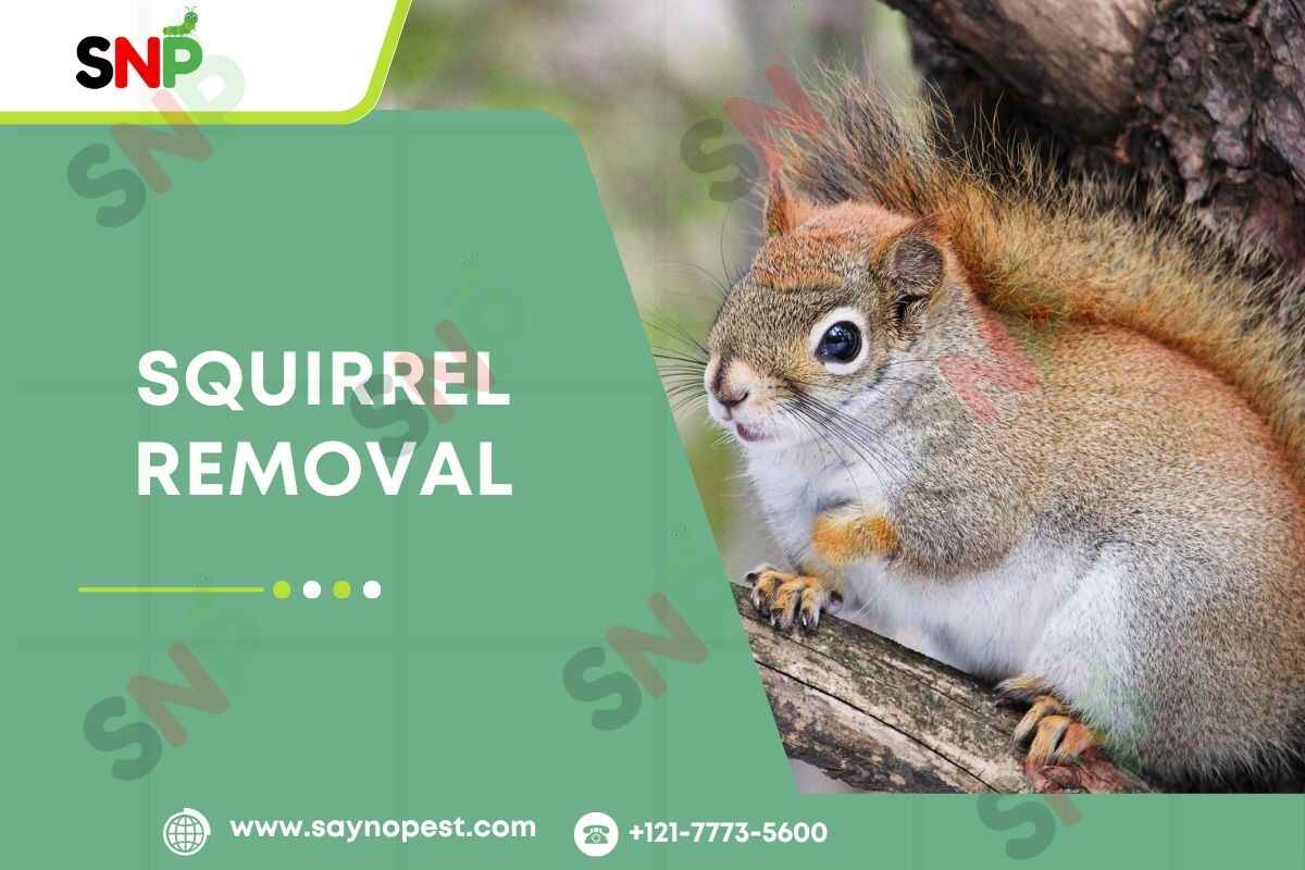 Squirrel Removal: Protecting Your Home with SayNoPest