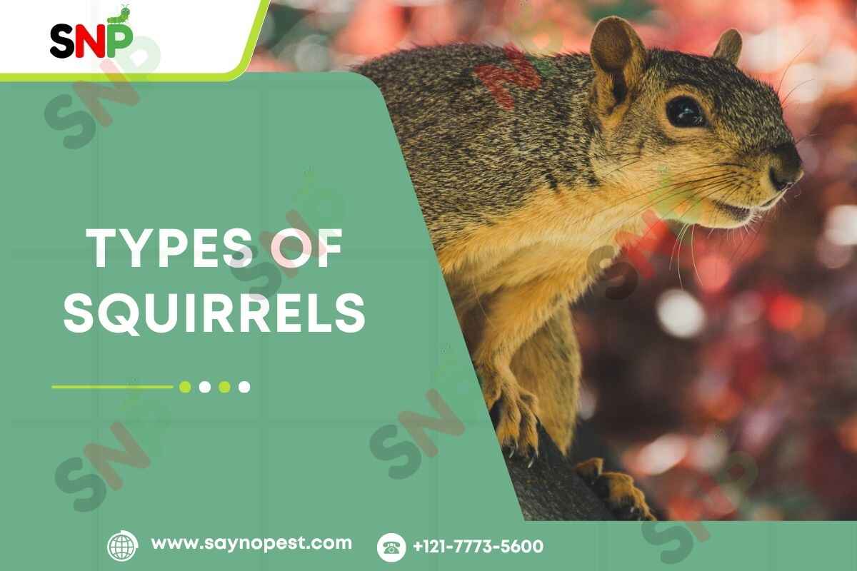 Why Understanding Types of Squirrels Matters