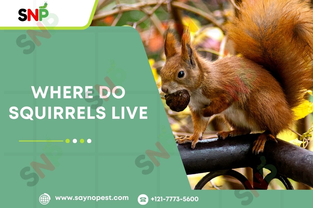 Where Do Squirrels Live? An In-Depth Guide for Homeowners