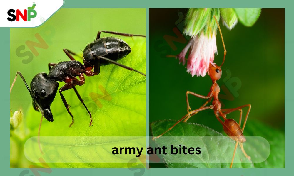 Army Ant Bites Treatment: A Guide by saynopest