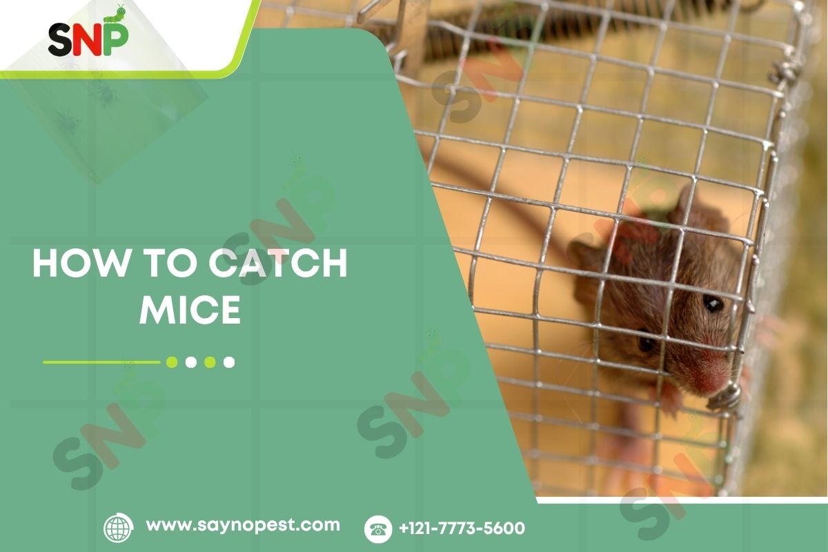 How to Catch Mice: Guide to American Homes