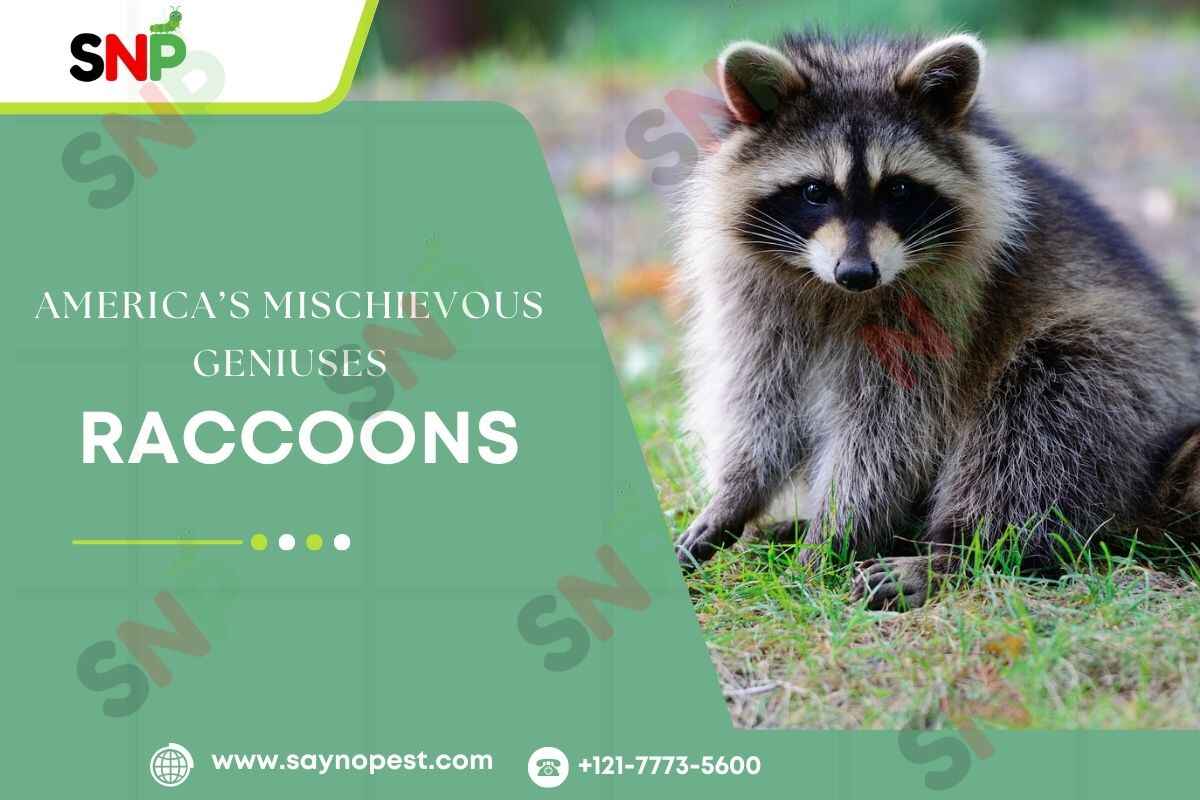 Raccoons: America’s Mischievous Geniuses