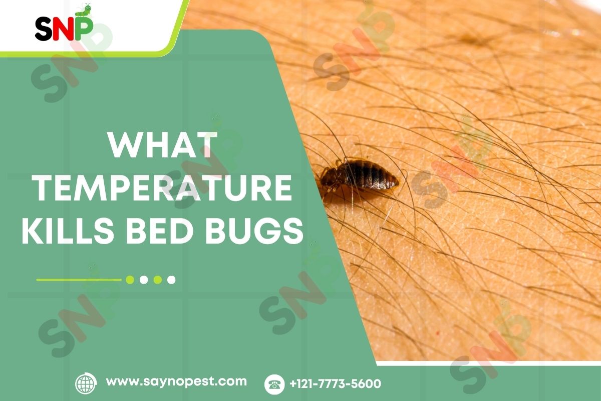 What Temperature Kills Bed Bugs: Guide for American Homeowners