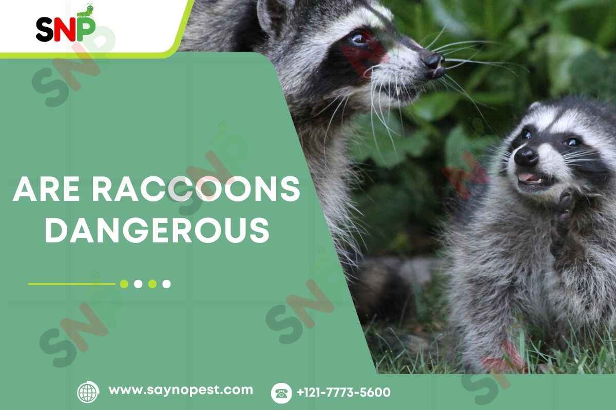 Are Raccoons Dangerous? What You Need to Know