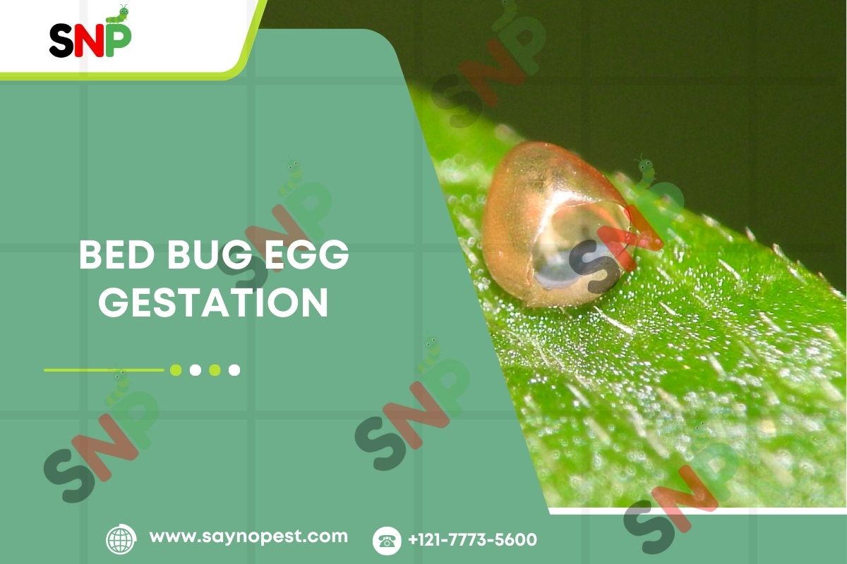 Bed Bug Egg Gestation: An Ultimate Guide for You!