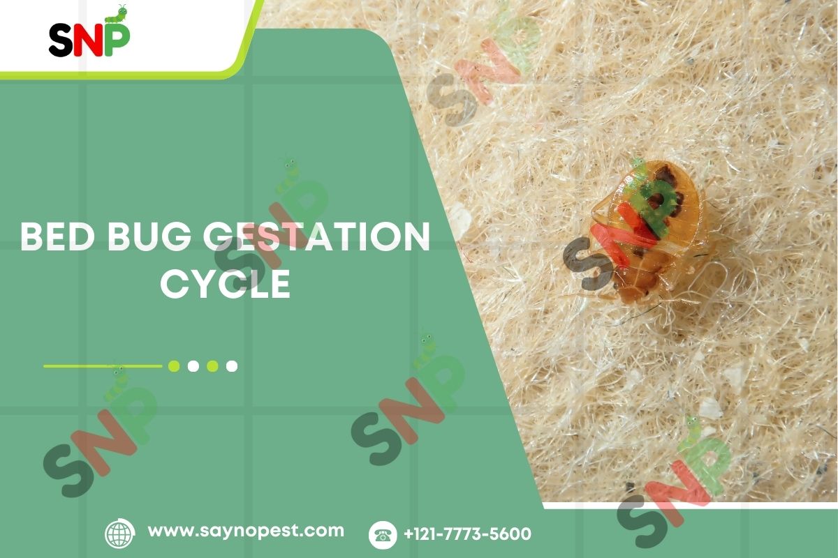Bed Bug Gestation Cycle: User friendly Guide.
