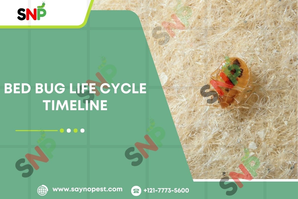 Bed bug Life Cycle Timeline:Tips to know this in Effective Manner
