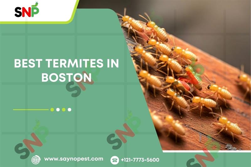 Best Termite Control Options in Boston: Local vs. National Providers