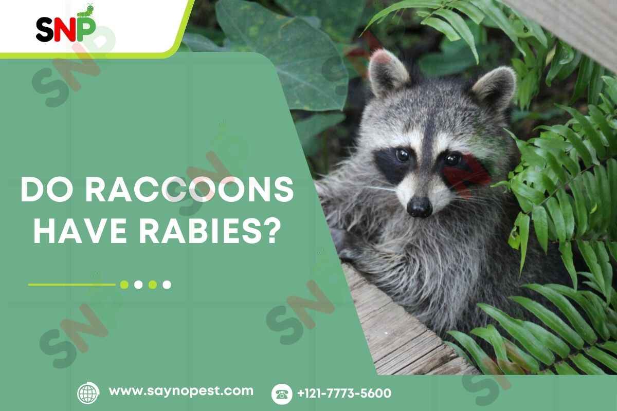 Do-Raccoons-Have-Rabies