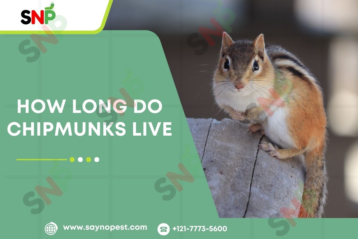 How-Long-Do-Chipmunks-Live