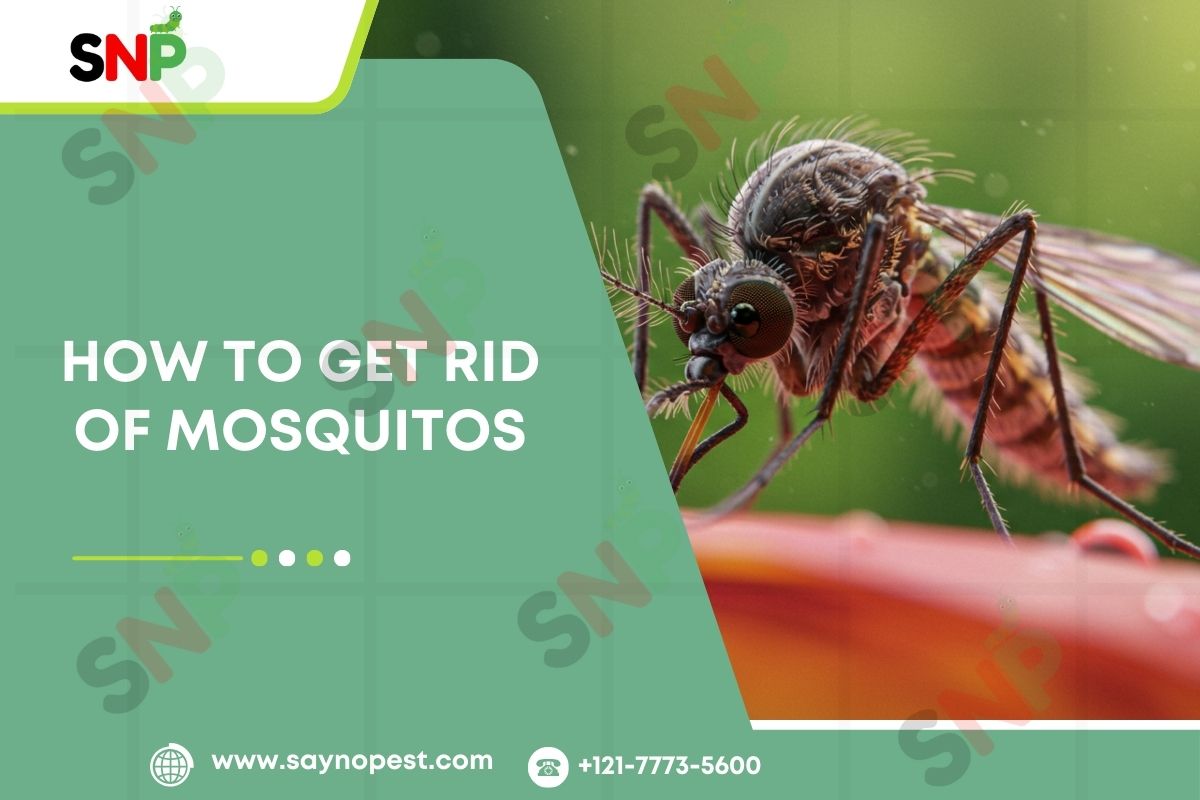 Introduction to How To Get Rid of Mosquitos