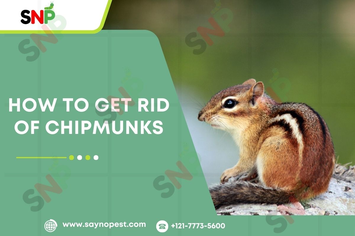 How-to-Get-Rid-of-Chipmunks