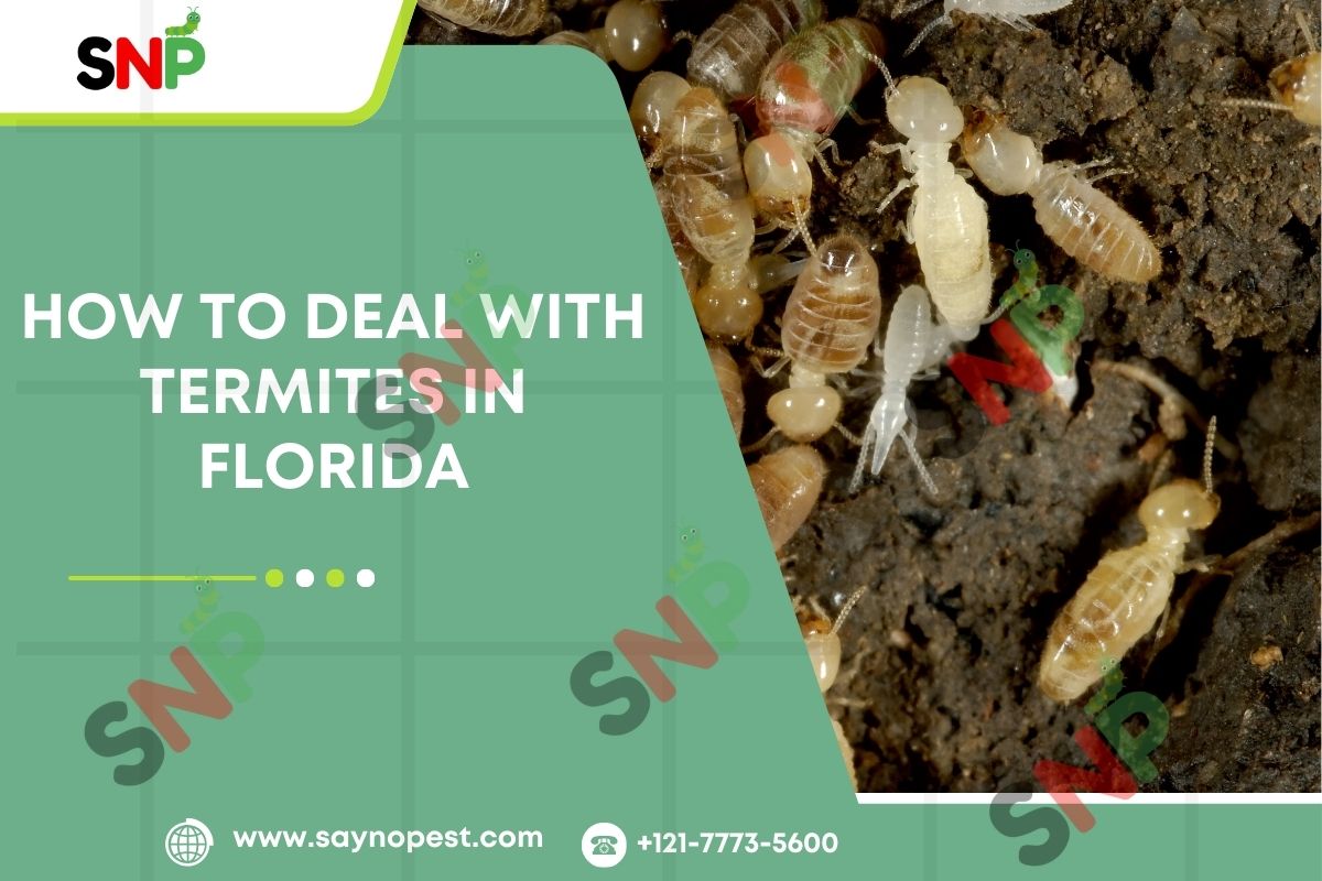 How to Deal with Termites in Florida: Key Things to Know