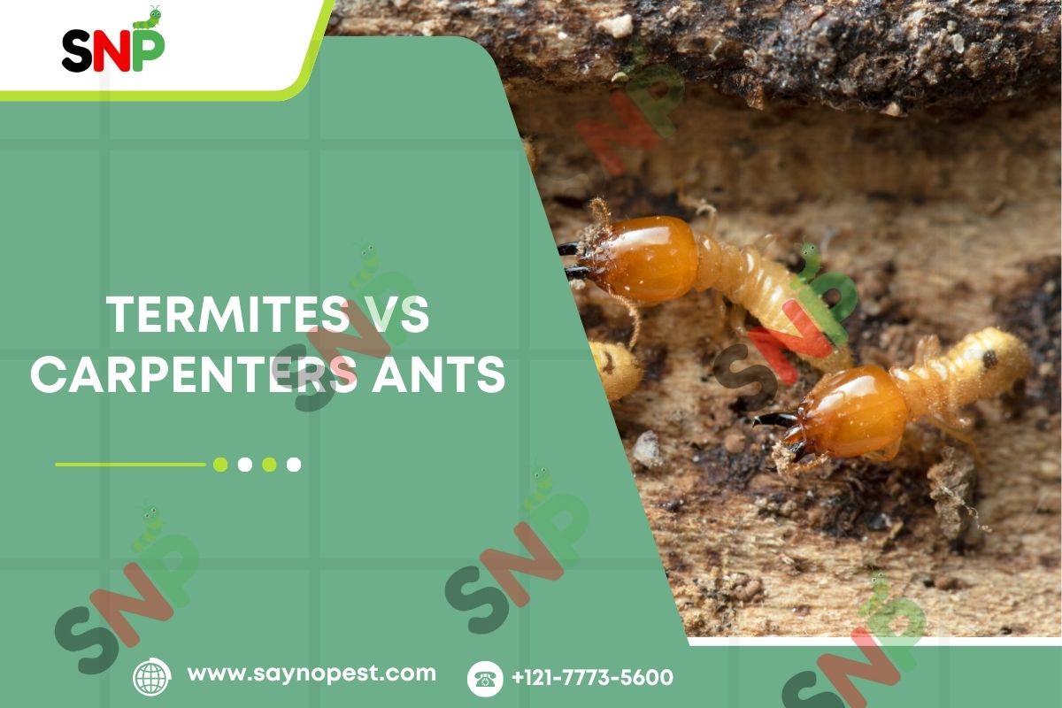 Termites vs Carpenters ants
